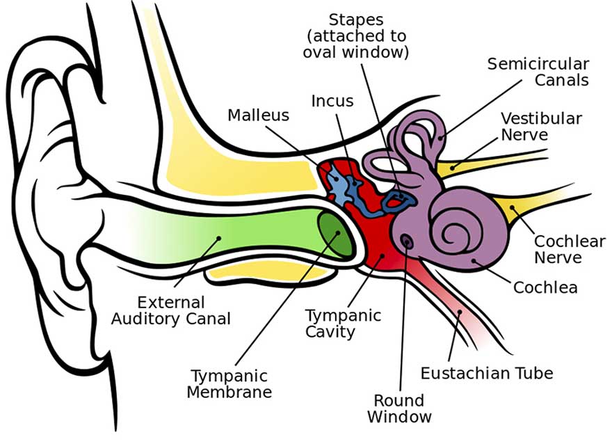 internal ear image