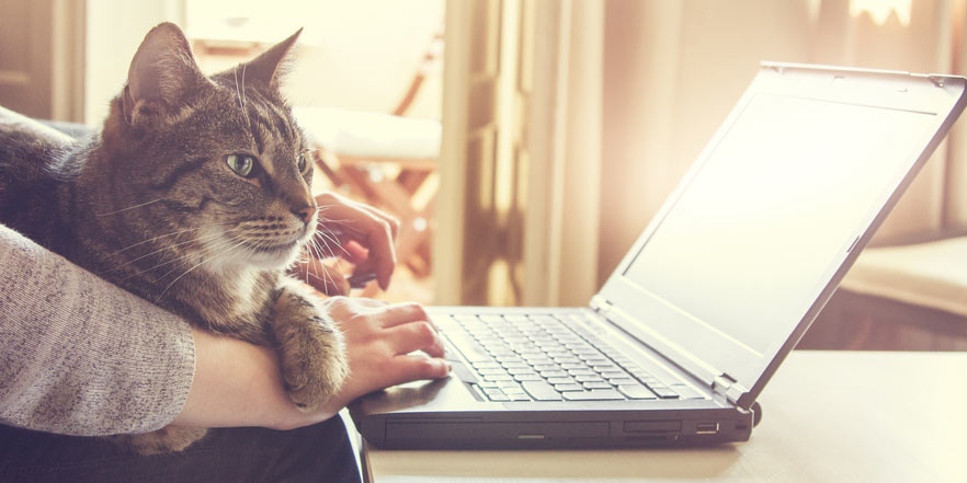 Cat chilling on a laptop