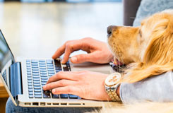 Studying on a laptop with a dog